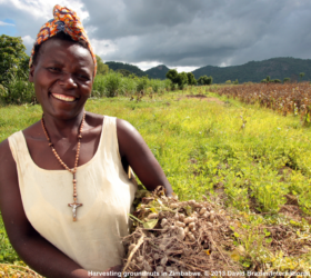 Woman harvesting groundnuts in Zimbabwe.